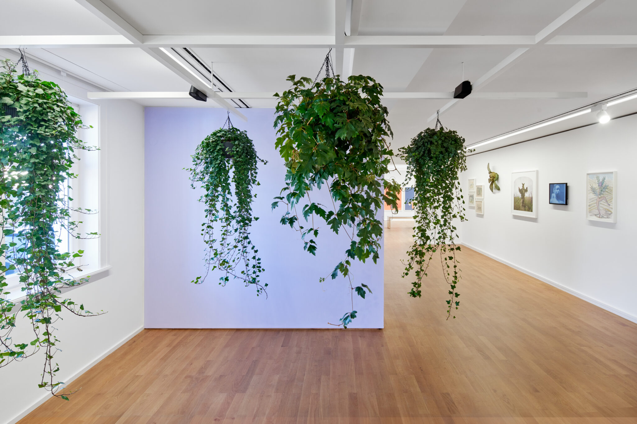 Installationsansicht der Ausstellung „Unter Pflanzen“ im Museum Sinclair Haus, Bad Homburg – Fotograf Jens Gerber, Frankfurt am Main.