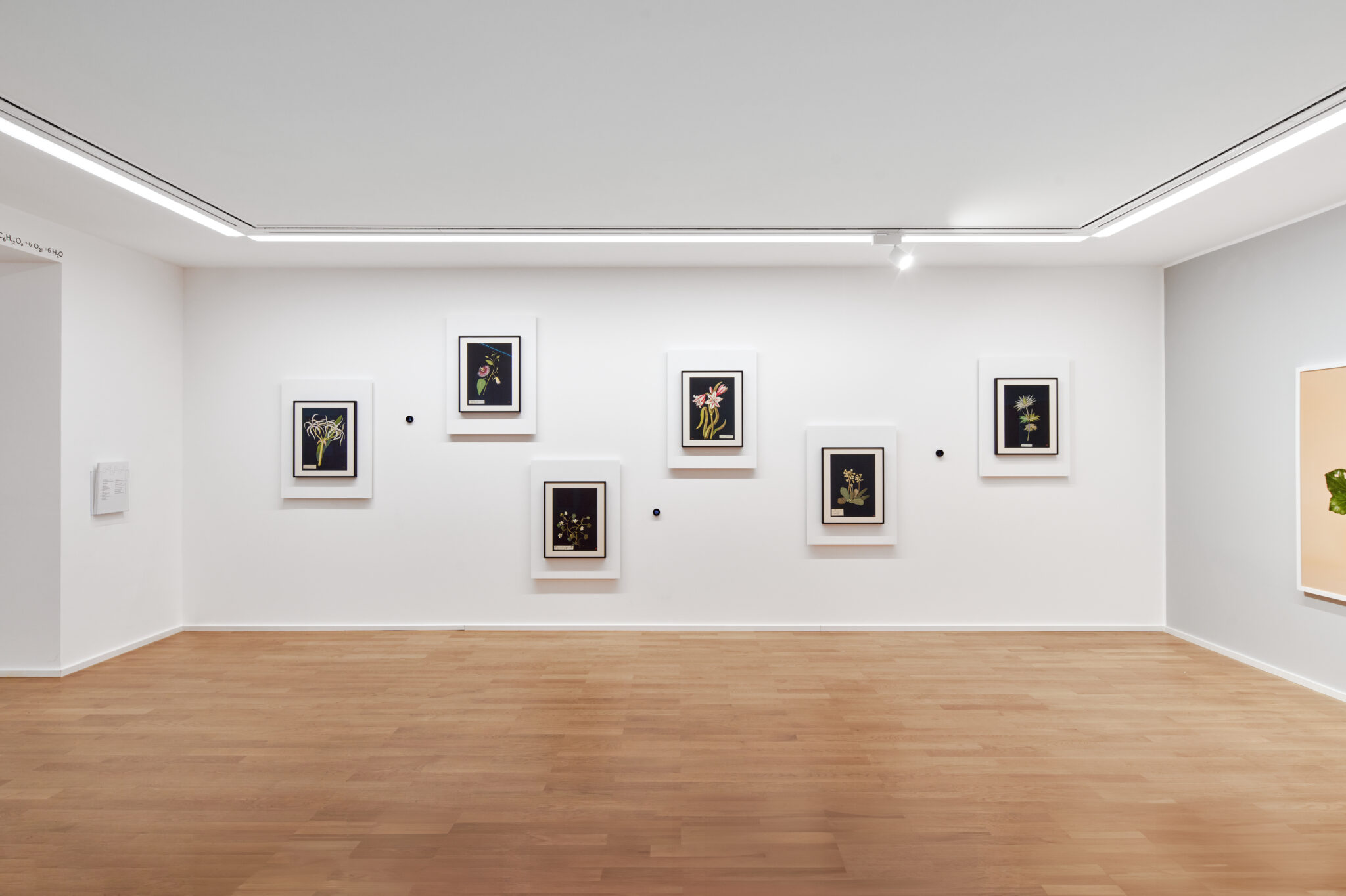 Installationsansicht der Ausstellung „Unter Pflanzen“ im Museum Sinclair Haus, Bad Homburg – Fotograf Jens Gerber, Frankfurt am Main.