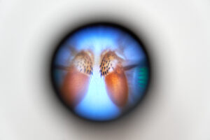 Installationsansicht der Ausstellung „Unter Pflanzen“ im Museum Sinclair Haus, Bad Homburg – Fotograf Jens Gerber, Frankfurt am Main.
