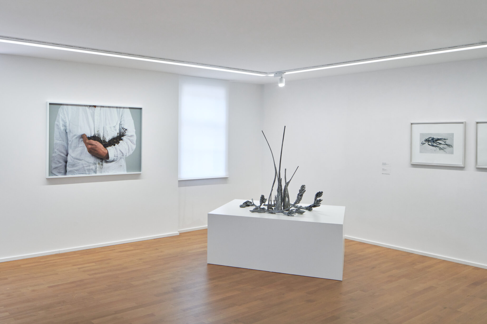 Installationsansicht der Ausstellung „Unter Pflanzen“ im Museum Sinclair Haus, Bad Homburg – Fotograf Jens Gerber, Frankfurt am Main.