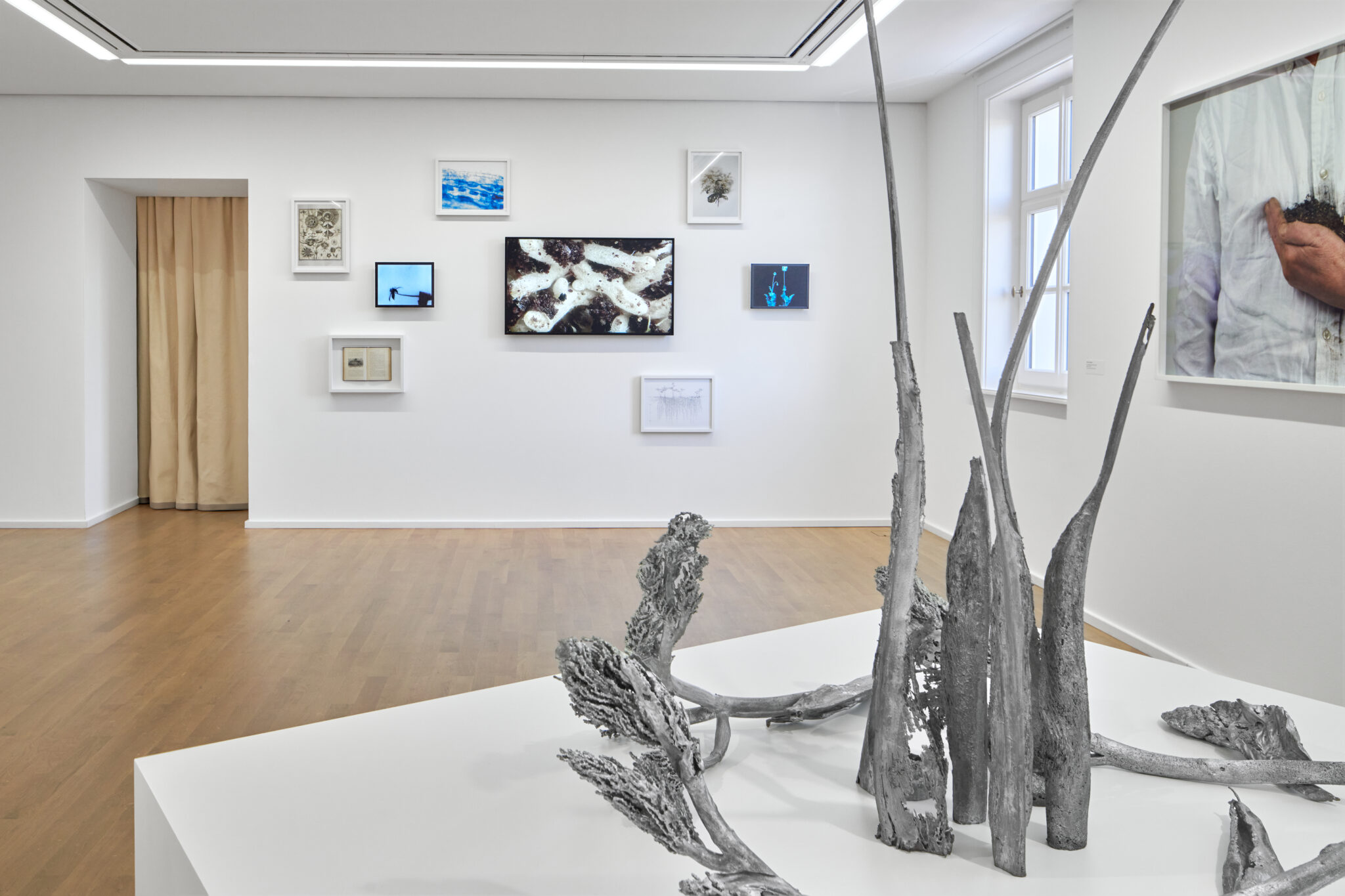 Installationsansicht der Ausstellung „Unter Pflanzen“ im Museum Sinclair Haus, Bad Homburg – Fotograf Jens Gerber, Frankfurt am Main.